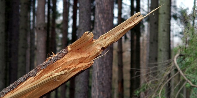 Mijn boom gaat omvallen door de storm wat nu