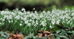 Sneeuwklokjesweekend toont uniek herbarium