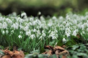 Sneeuwklokjesweekend toont uniek herbarium