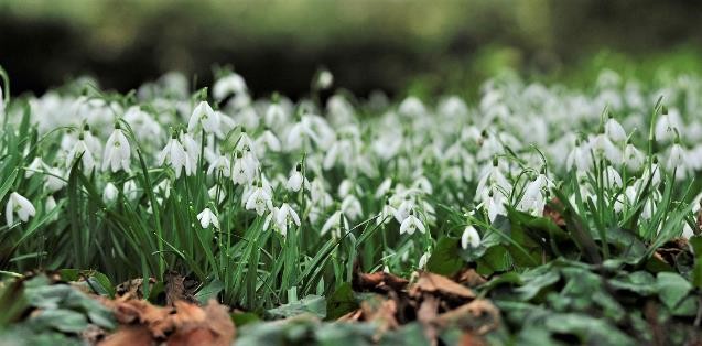 Sneeuwklokjesweekend toont uniek herbarium