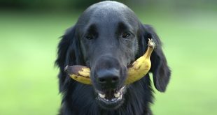 Welk fruit mag een hond en vooral welk niet