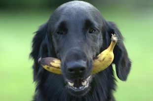 Welk fruit mag een hond en vooral welk niet