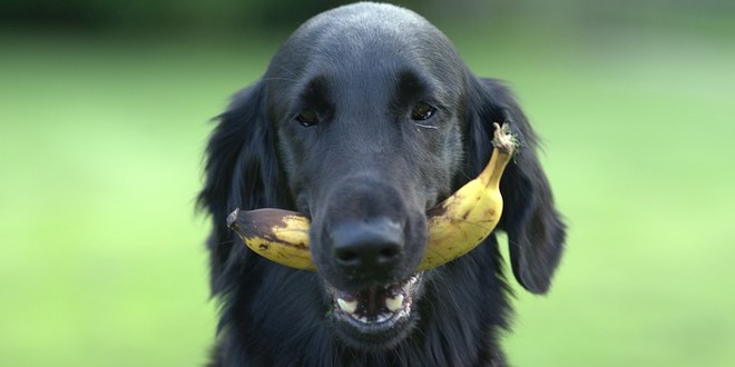 Welk fruit mag een hond en vooral welk niet