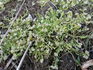 Zuivering Steertse heide sterk staaltje natuurwerk2