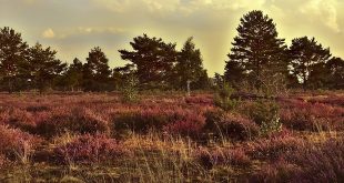 Brandgevaar in bos en heide