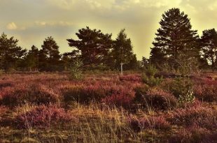 Brandgevaar in bos en heide