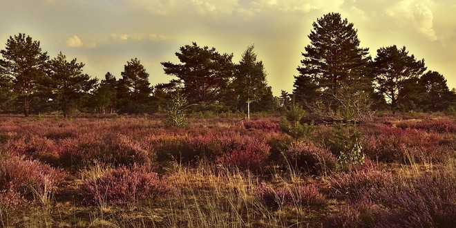 Brandgevaar in bos en heide