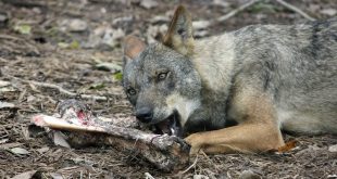 Vers vlees voor je hond. Natuurlijk