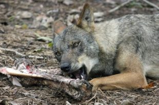 Vers vlees voor je hond. Natuurlijk