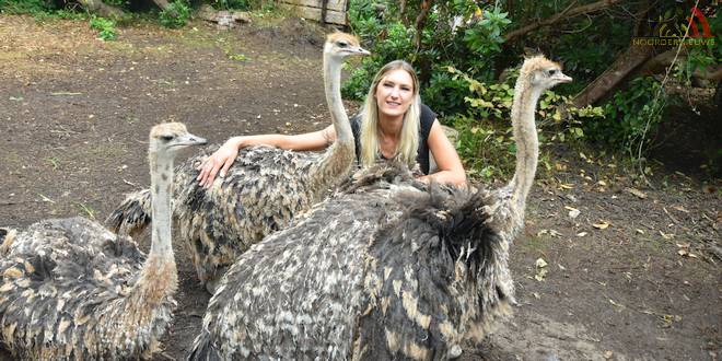 Wederom poging tot vergiftiging populaire struisvogels Koch's Corner - Wuustwezel - HDB_8422