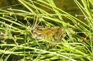 Kleine amfibieën met grote trek