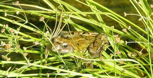 Kleine amfibieën met grote trek