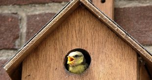 500 nestkastjes maken Essen, wij kunnen dat!