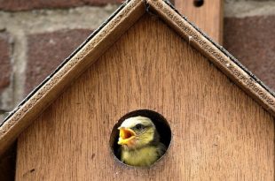 500 nestkastjes maken Essen, wij kunnen dat!