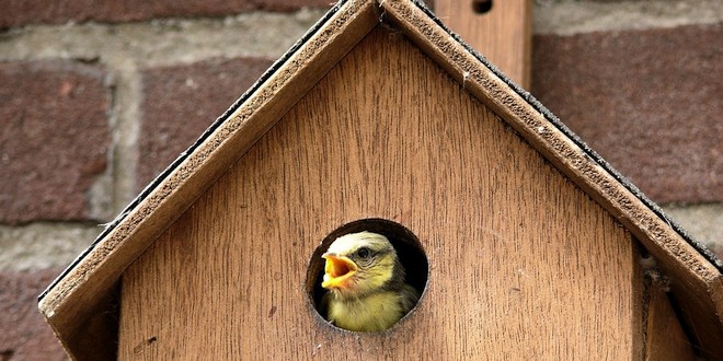 500 nestkastjes maken Essen, wij kunnen dat!