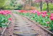 April wat moet er deze maand gebeuren in de tuin