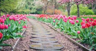 April wat moet er deze maand gebeuren in de tuin