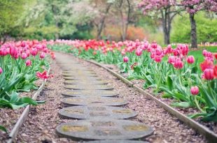 April wat moet er deze maand gebeuren in de tuin