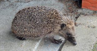 Het gaat niet goed met de egel