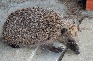 Het gaat niet goed met de egel