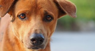 Worden honden depressief na de coronaperiode