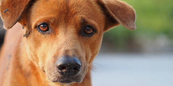 Worden honden depressief na de coronaperiode