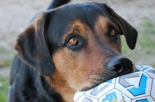 vzw Noah Brasschaat zoekt pleegouders voor honden in nood