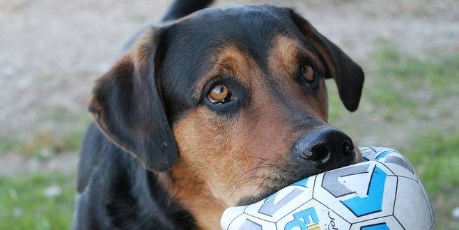 vzw Noah Brasschaat zoekt pleegouders voor honden in nood