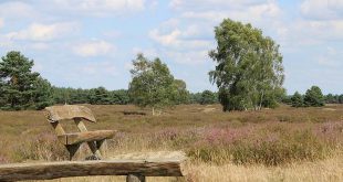 Extreem hoog brandgevaar Antwerpse natuurgebieden