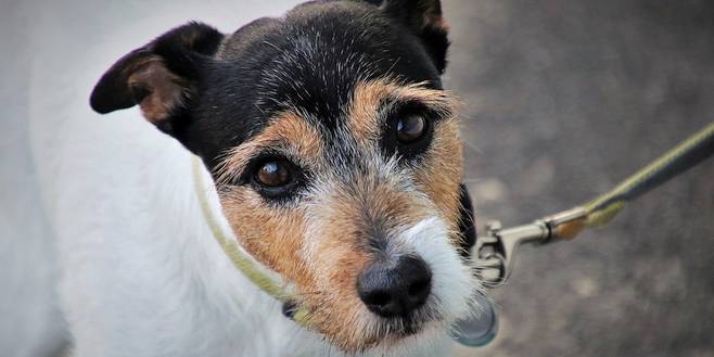 Ken jij een hond in nood