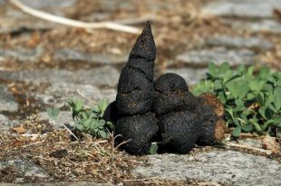 Pootjes strekken Gebruik de hondenweide