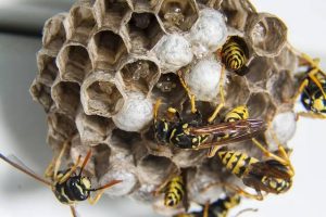 Wespen bestrijden in de tuin3