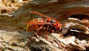 Wespen bestrijden in de tuin4