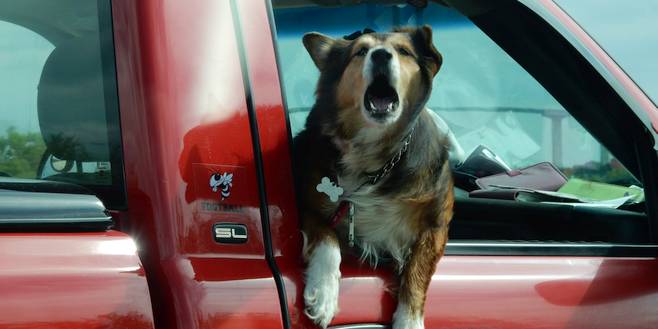 Gordel om, ook voor je hond!