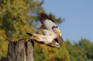 Broedende buizerd valt fietsers en wandelaars aan