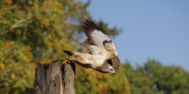 Broedende buizerd valt fietsers en wandelaars aan