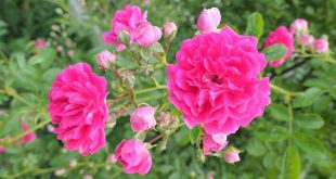 Juni wat moet er deze maand gebeuren in de tuin