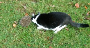 Help de egel tijdens de droogte