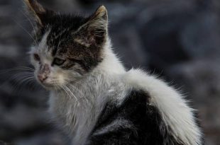 Werk jij samen met Lutje De Wagter mee aan het zwerfkattenbeleid