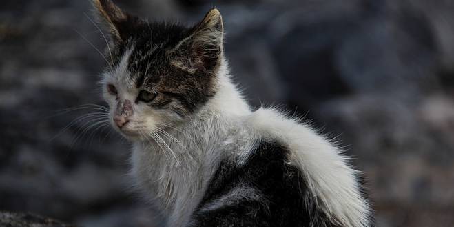 Werk jij samen met Lutje De Wagter mee aan het zwerfkattenbeleid