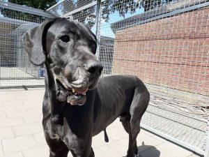 Zwaar verwaarloosde hond doet het weer goed2