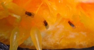 Hoe krijg je fruitvliegjes je huis uit