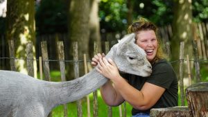 Tine van Wezel - Beroep - Alpaca's - DSC07521