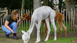 Tine van Wezel - Beroep - Alpaca's - DSC07541