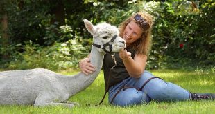 Tine van Wezel - Beroep - Alpaca's - DSC07594u75