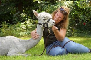 Tine van Wezel - Beroep - Alpaca's - DSC07594u75