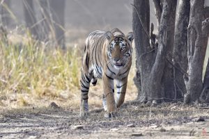 ArieJan Korevaar - Natuur en wildlife fotograaf - Tijger