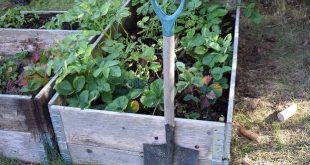 Augustus wat moet er deze maand gebeuren in de tuin