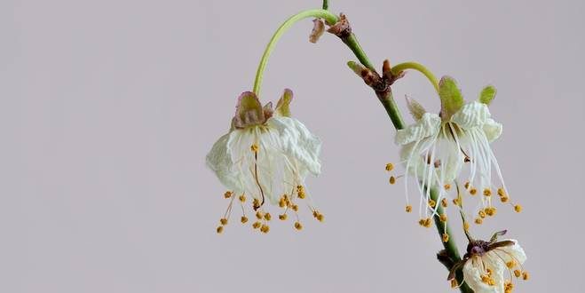 Hoe ga je om met droogte in de tuin