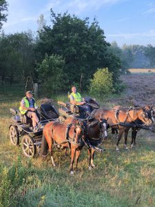 Toon Cools - Hobby paarden en pony's mennen - Noordernieuws.be 2020 - image00006